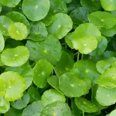 Zielone, okrągłe liście rośliny gotu kola, znanej ze wsparcia w walce z żylakami. Krople wody na liściach.