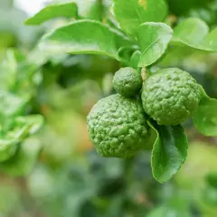 Zielone, pofałdowane owoce i liście kafiru na gałęzi, gotowe do dodania aromatu do potraw.