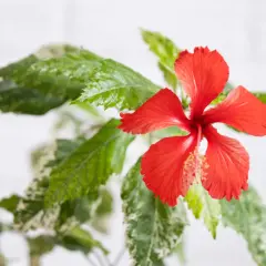 Czerwony hibiskus z zielonymi liśćmi, które sugerują jego tropikalny, orzeźwiający smak.