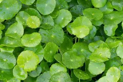 Zielone, okrągłe liście rośliny gotu kola, znanej ze wsparcia w walce z żylakami. Krople wody na liściach.