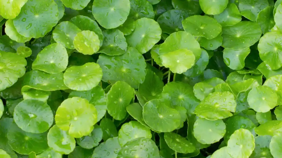 Gotu kola na żylaki - kiedy może pomóc, a kiedy nie wystarczy