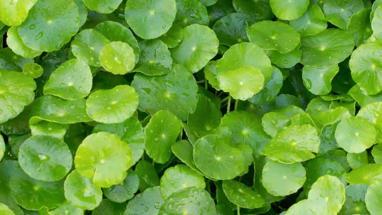 Zielone, okrągłe liście rośliny gotu kola, znanej ze wsparcia w walce z żylakami. Krople wody na liściach.