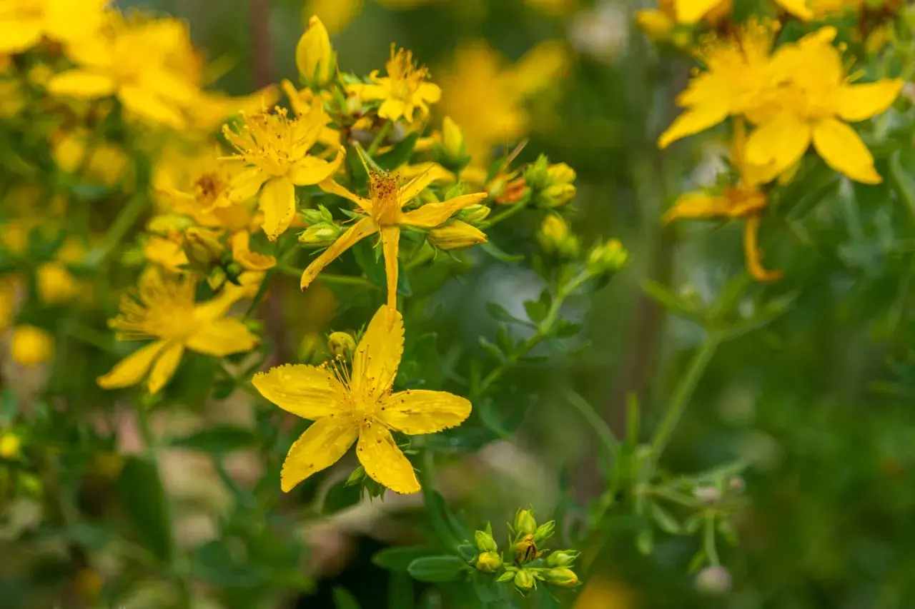Kwiaty dziurawca, które działają po jakimś czasie, w pełnym słońcu.