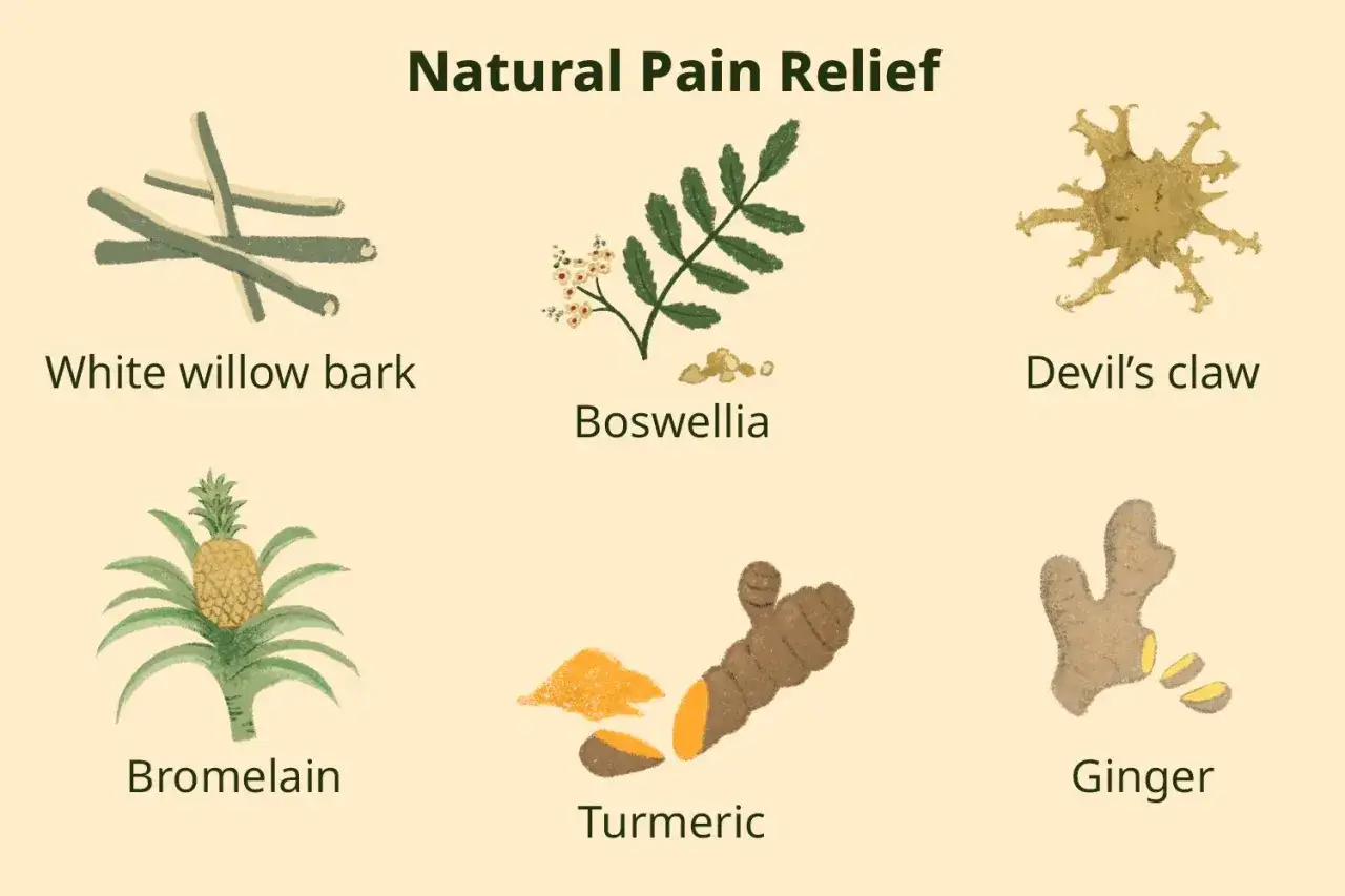 Naturalne zioła na reumatyzm: kora wierzby, boswellia, diabelski pazur, bromelaina, kurkuma i imbir.