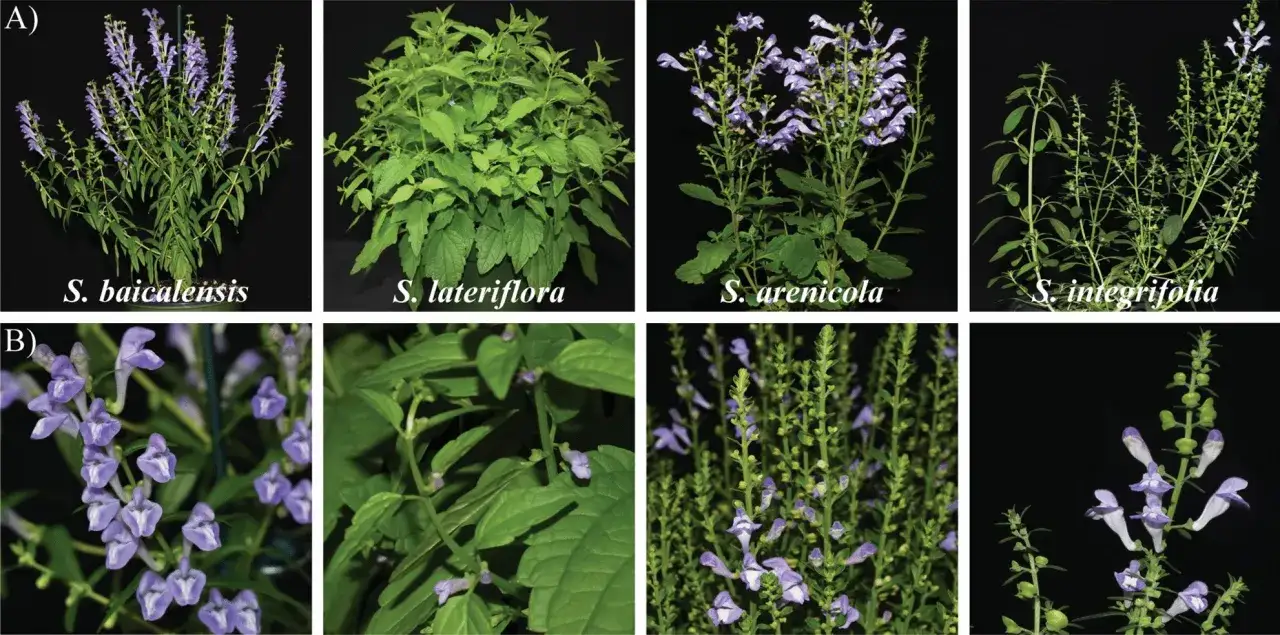 Porównanie roślin: S. baicalensis, S. lateriflora, S. arenicola, S. integrifolia. Bajkalina która najlepsza? Zobacz kwiaty i liście.