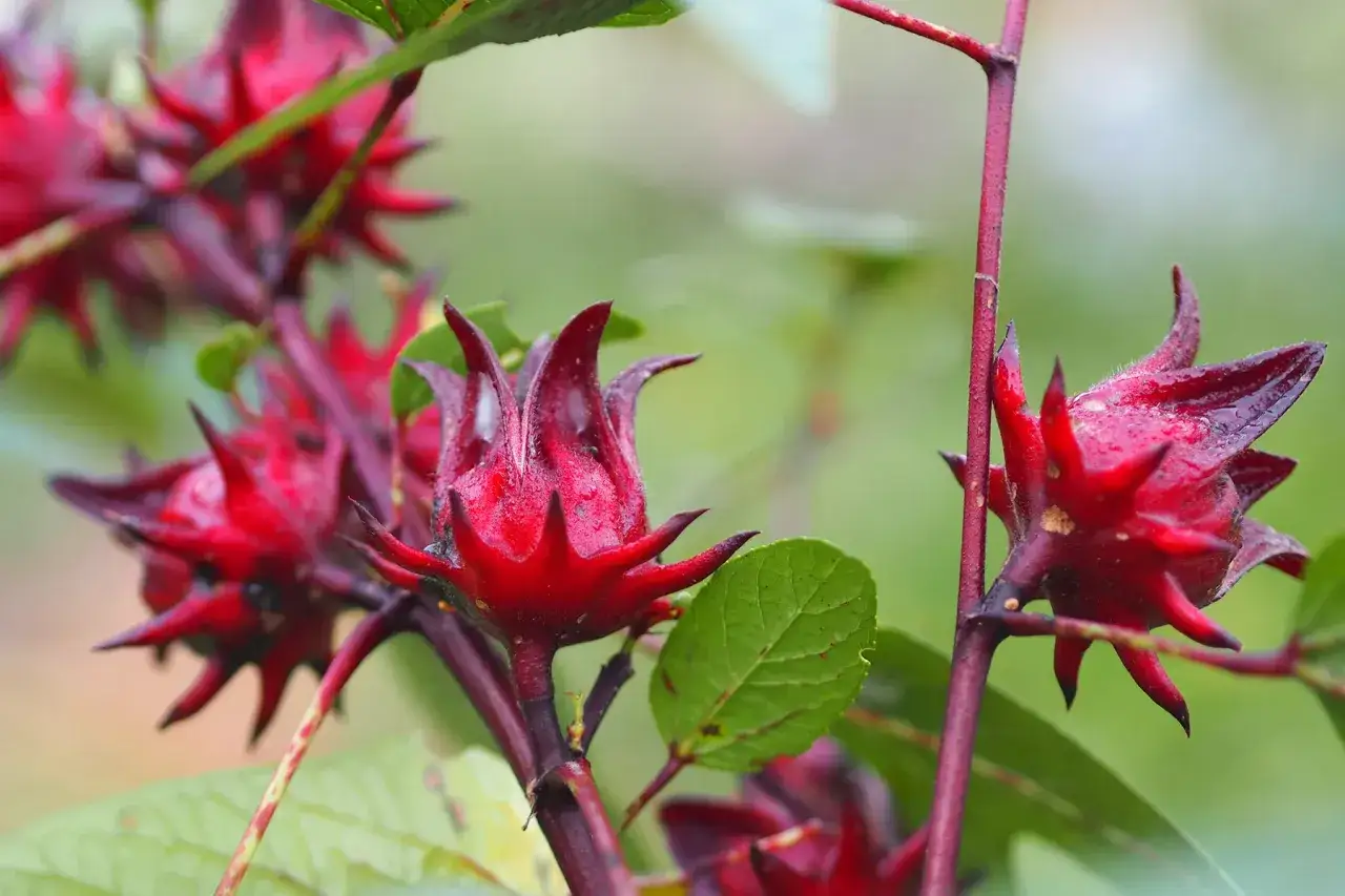 Czerwone kielichy hibiskusa, zapowiadające orzeźwiający, lekko kwaskowaty smak naparu.