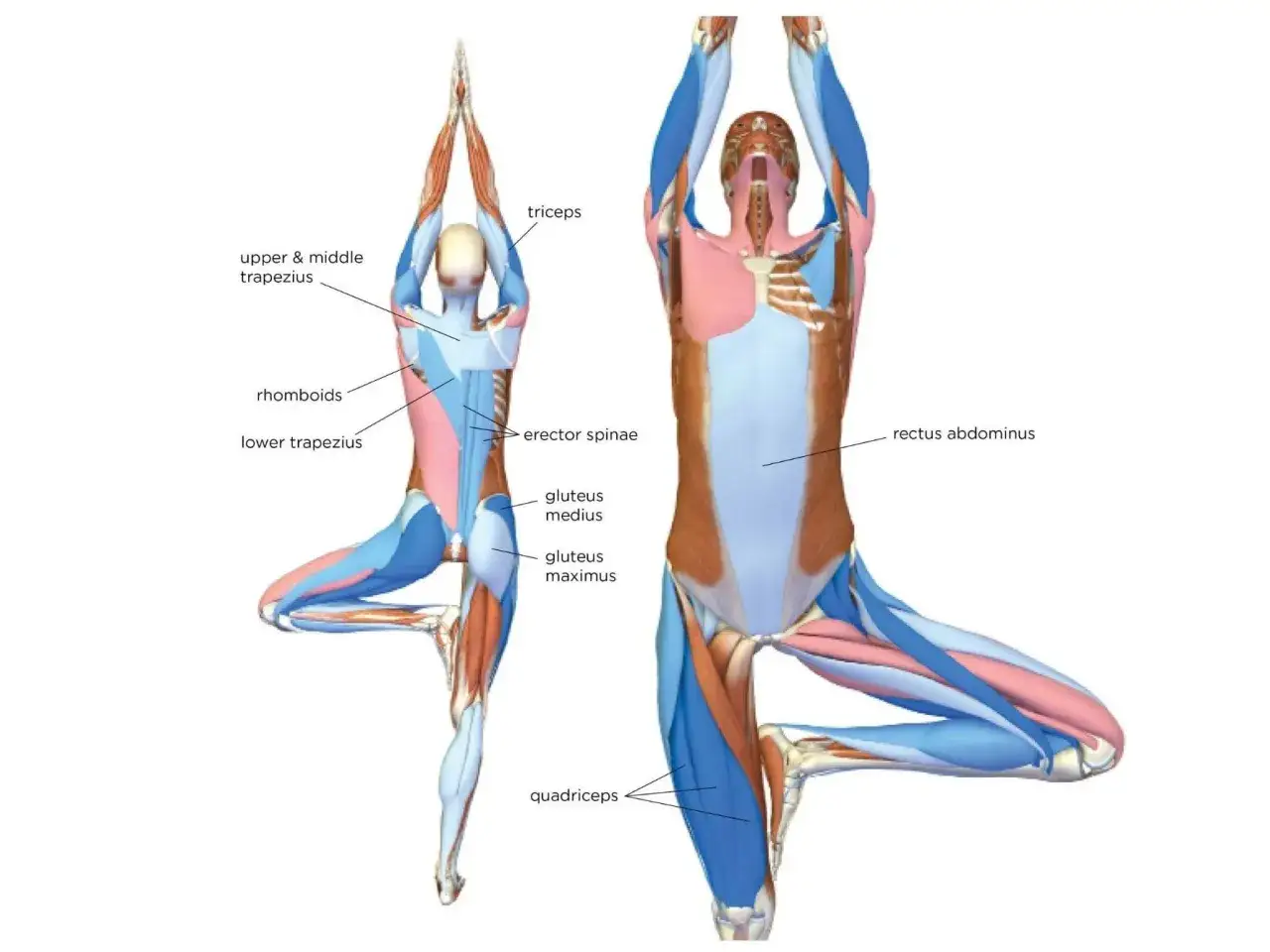 Anatomia pozycji drzewa w jodze. Widoczne mięśnie: czworogłowy uda, pośladkowy, prostownik grzbietu, naramienny, triceps.