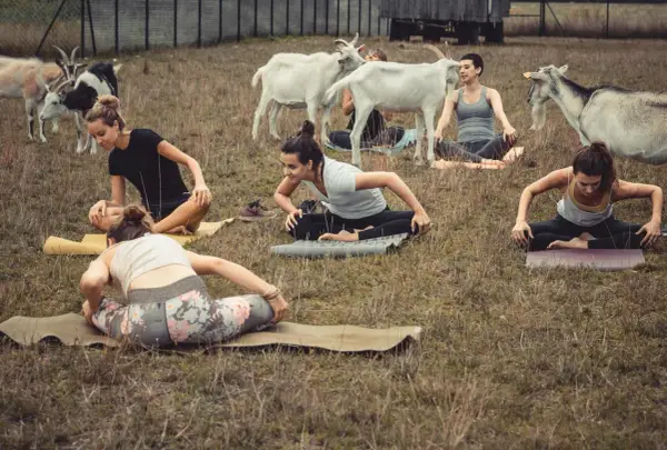 Kobiety ćwiczą jogę na trawie, a wokół nich swobodnie spacerują kozy. Nietypowa sesja jogi z kozami.
