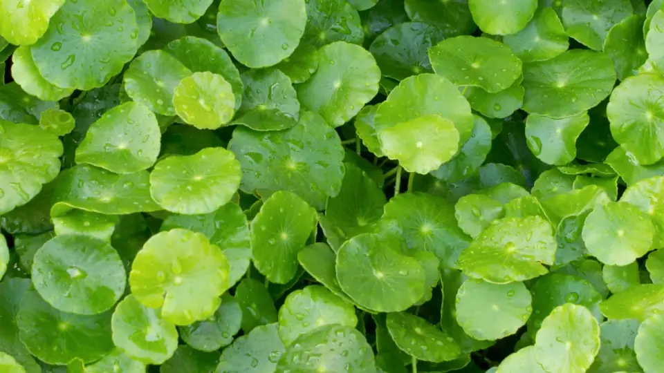 Gotu kola na żylaki - kiedy może pomóc, a kiedy nie wystarczy