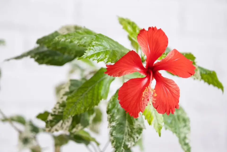 Hibiskus - prawdziwy smak i parzenie. Odkryj sekrety!